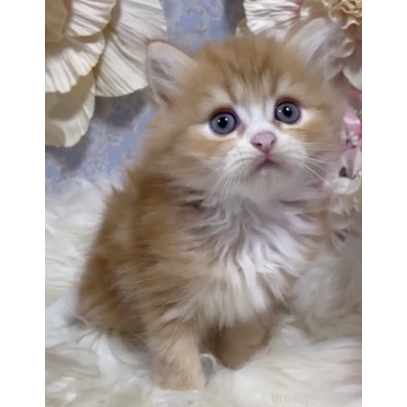 販売中の神奈川県のラガマフィン-126435の2枚目